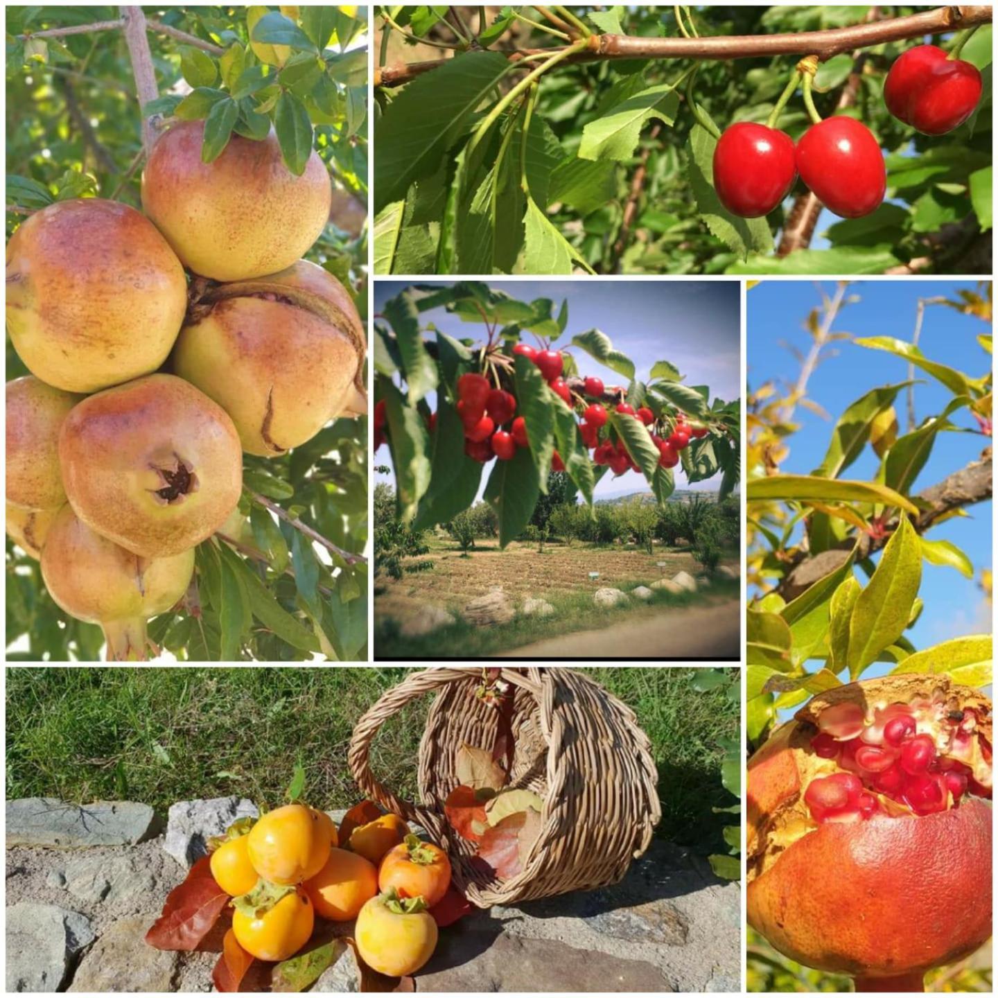 Agri Art Villa San Benedetto Ullano Bagian luar foto