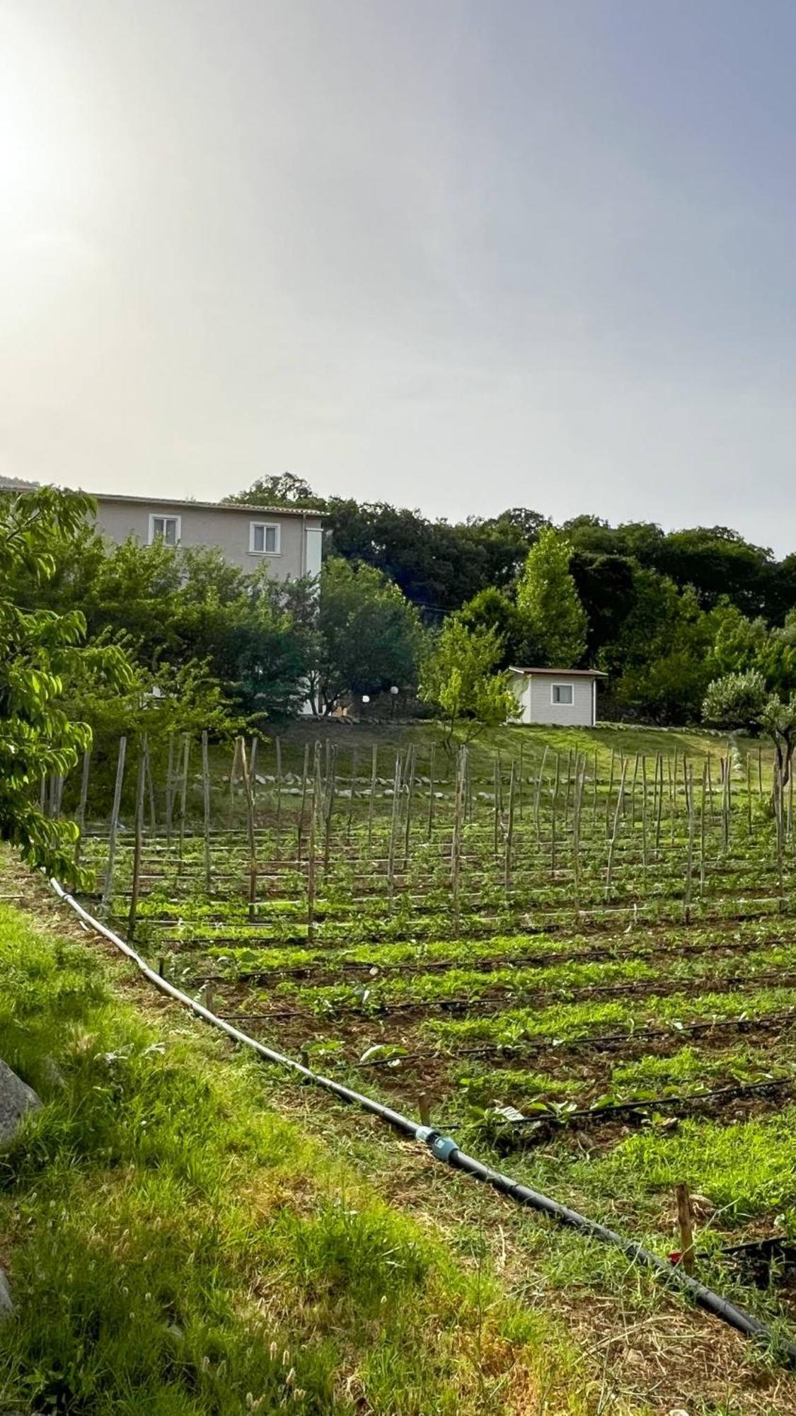 Agri Art Villa San Benedetto Ullano Bagian luar foto